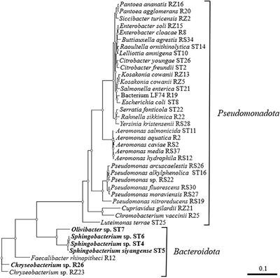 Burkholderia pseudomallei produces 2-alkylquinolone derivatives important for host virulence and competition with bacteria that employ naphthoquinones for aerobic respiration